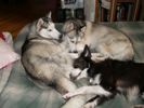 Photo of our Husky dogs and Border Collie