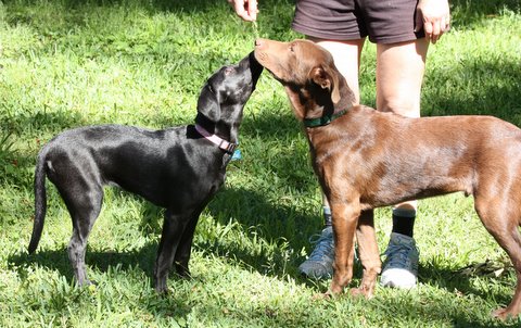 Photo of Bentley and Daisy rescue dogs