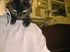 Photo of our shop cat onh my shoulder