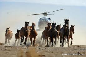 photos of wild hoses being abused by ranchers