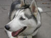 photo of our female Husky dog