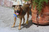 Photo of Kayla a rescue dog