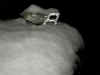 SNOW_xmas_09_023.jpg (73607 bytes)
