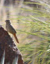 photo of FT Davis mountains birds