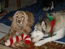 photo of a Husky and a cocker dogs