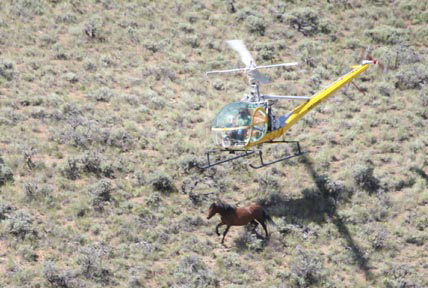 photo os rachers using a helicopter to her wid horses