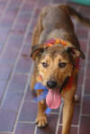 Photo of Kayla a rescue dog