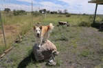 picture of layla dog on a rock